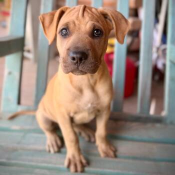 Blondy -  Mixed Breed Dog for Adoption in Monticello, Iowa - Blondy | PetCurious