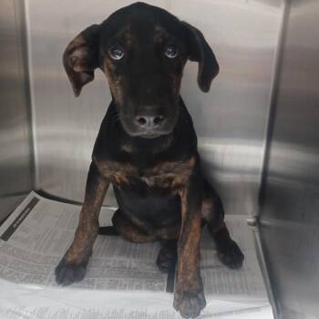 Dilly -  Labrador Retriever and Treeing Walker Coonhound Dog for Adoption in Hattiesburg, Mississippi - Dilly | PetCurious