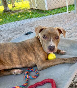 Mackenzie -  Pit Bull Terrier Dog for Adoption in Springfield, Illinois - Mackenzie | PetCurious