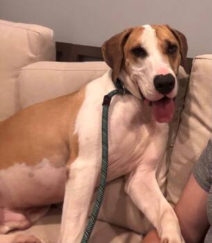 Rescue Hound Dogs for Adoption in Spring, Texas - Tucker | PetCurious