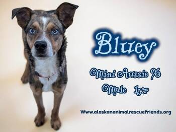 Australian Cattle Dog Blue Heeler and Australian Shepherd Dogs Available for Adoption in Anchorage, Alaska - Bluey | PetCurious