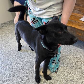 Rescue German Shepherd Dog and Husky Dogs for Adoption in Kingman, Kansas - Guinness | PetCurious