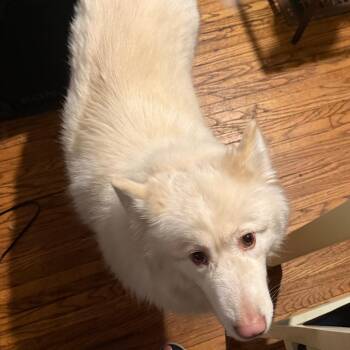 Alaskan Malamute Dogs Available for Adoption in South Elgin, Illinois - Paris - Home To Home | PetCurious