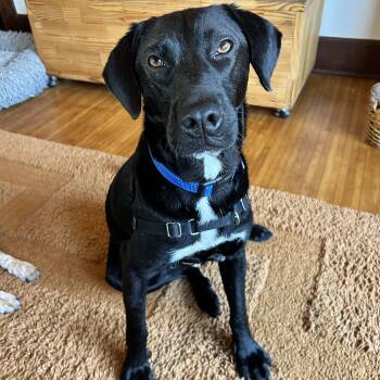 Black Labrador Retriever Dogs Available for Adoption in San Diego, California - Benny | PetCurious