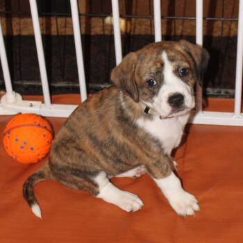 Rescue Plott Hound Dogs for Adoption in St. Peters, Missouri - Bess | PetCurious