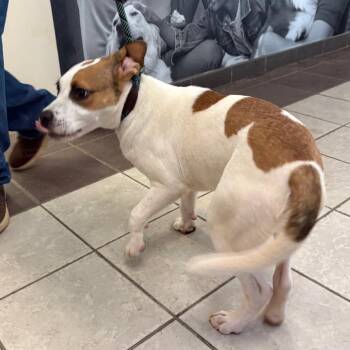 Mater -  Mixed Breed Dog for Adoption in Springboro, Ohio - Mater | PetCurious