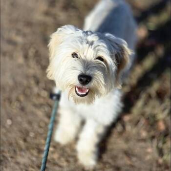 Hachi -  Maltese Dog for Adoption in Sealy, Texas - Hachi | PetCurious