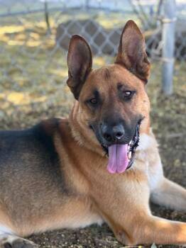 PIERRE -  German Shepherd Dog and Mixed Breed Dog for Adoption in Visalia, California - PIERRE | PetCurious
