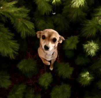Rescue Chihuahua Dogs for Adoption in Yuba City, California - SASSY | PetCurious