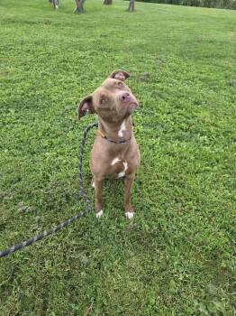 Tamika -  Mixed Breed Dog for Adoption in Vaudreuil-dorion, Quebec - Tamika | PetCurious