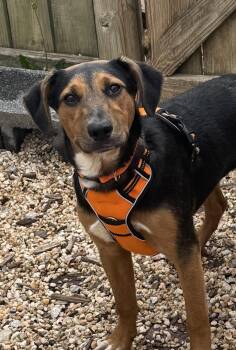 Sadie -  Hound Dog for Adoption in Ellicott City, Maryland - Sadie | PetCurious