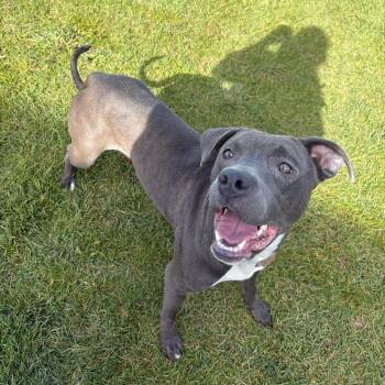 Nya --Courtesy Post. Out of town pet. See below for details-- -  Pit Bull Terrier Dog for Adoption in Eagle, Idaho - Nya --Courtesy Post. Out Of Town Pet. See Below For Details-- | PetCurious