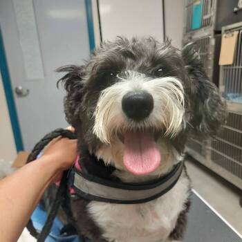 Poodle Dogs Available for Adoption in Corydon, Indiana - SASSY | PetCurious