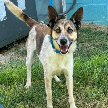 Oscar -  Terrier and Mixed Breed Dog for Adoption in Washington, District Of Columbia - Oscar | PetCurious