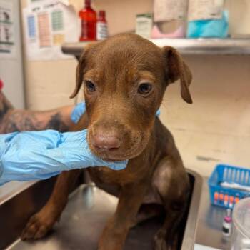 Zoey -  Labrador Retriever Dog for Adoption in Birmingham, Alabama - Zoey | PetCurious