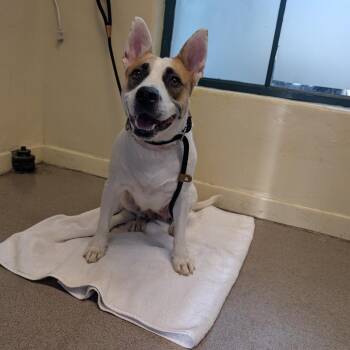 Tennis -  American Staffordshire Terrier and Bull Terrier Dog for Adoption in Pasadena, California - Tennis | PetCurious