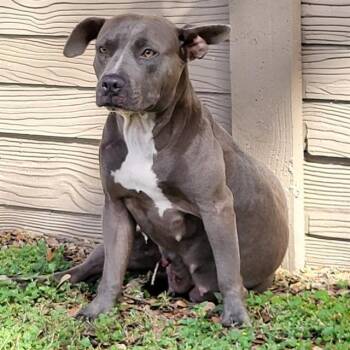 JUNE -  American Staffordshire Terrier Dog for Adoption in San Antonio, Texas - JUNE | PetCurious