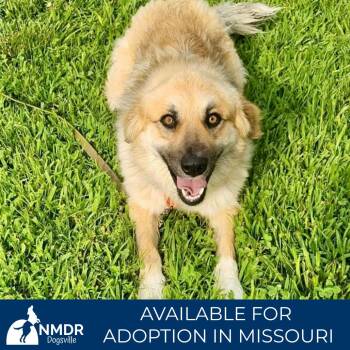 Bear - Missouri (JN26-26) -  German Shepherd Dog and Great Pyrenees Dog for Adoption in Peyton, Colorado - Bear - Missouri (JN26-26) | PetCurious