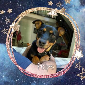 Felipe -  Mixed Breed Dog Available for Adoption in Fredericksburg, Virginia - Felipe | PetCurious