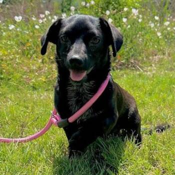 Dachshund Dogs Available for Adoption in Bethel, Connecticut - Franklin | PetCurious
