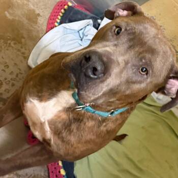 Keaton -  Mixed Breed Dog for Adoption in Waldorf, Maryland - Keaton | PetCurious