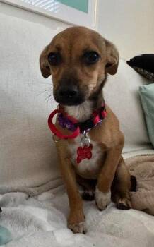Eloise -  Chihuahua and Dachshund Dog for Adoption in San Diego, California - Eloise | PetCurious