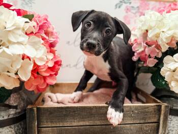 Labrador Retriever Dogs Available for Adoption in Newberg, Oregon - Bombay  | PetCurious
