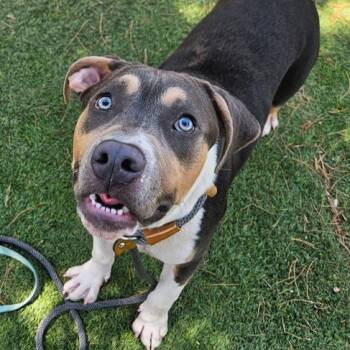 Boulder -  Pit Bull Terrier and Mixed Breed Dog for Adoption in Fort Collins, Colorado - Boulder | PetCurious