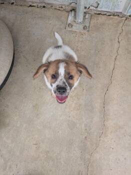Gordon -  Cattle Dog and Mixed Breed Dog for Adoption in Brownwood, Texas - Gordon | PetCurious