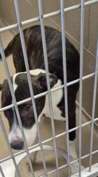 CANDACE -  Pit Bull Terrier Dog for Adoption in Decatur, Illinois - CANDACE | PetCurious