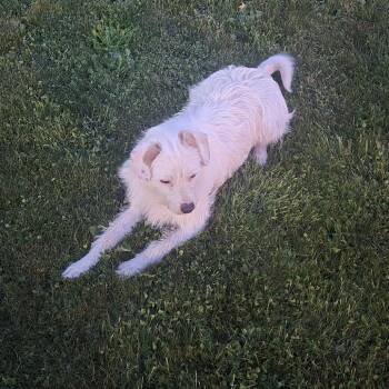 Chihuahua and Maltese Dogs Available for Adoption in Bellingham, Washington - Zeus | PetCurious