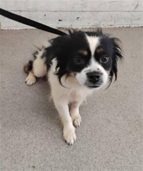 BANKSY -  Chihuahua and Mixed Breed Dog for Adoption in San Bernardino, California - BANKSY | PetCurious