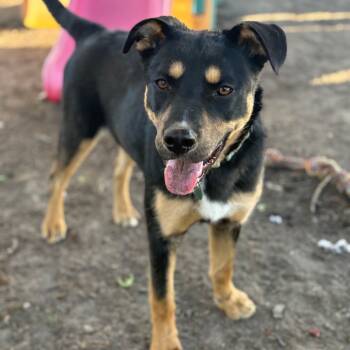 Rescue Mixed Breed Dogs for Adoption in Buffalo, Minnesota - Nani | PetCurious