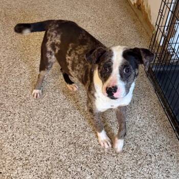 Catahoula Leopard Dog and Mixed Breed Dogs Available for Adoption in Brownsboro, Alabama - Cisco | PetCurious