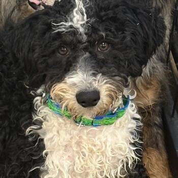 Rescue Poodle and Bernese Mountain Dog Dogs for Adoption in Sinking Spring, Pennsylvania - Temu | PetCurious