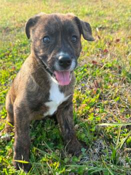 Mixed Breed Dogs Available for Adoption - Brownie | PetCurious