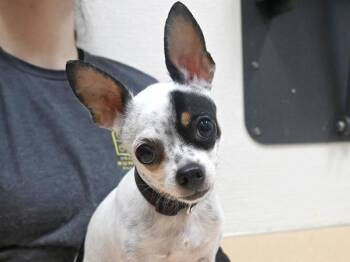 Chihuahua Dogs Available for Adoption - Deliha | PetCurious