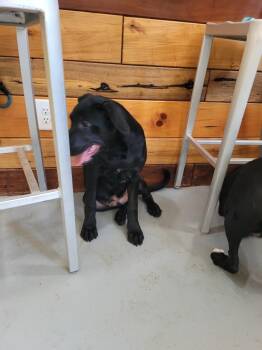 Smith Doodle 2 -  Mountain Cur and Poodle Dog for Adoption in Lawrenceburg, Tennessee - Smith Doodle 2 | PetCurious