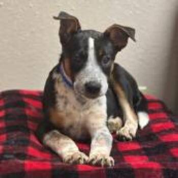 Freckles -  Australian Cattle Dog Blue Heeler Dog for Adoption in West Des Moines, Iowa - Freckles | PetCurious