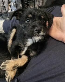 Terrier Dogs Available for Adoption - Putzi | PetCurious