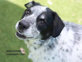 Rebel -  Mixed Breed Dog for Adoption in Nashville, Tennessee - Rebel | PetCurious
