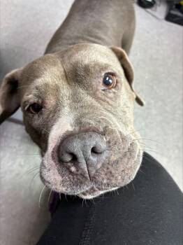 BARBIE -  Mastiff and Mixed Breed Dog for Adoption in Palmetto, Florida - BARBIE | PetCurious