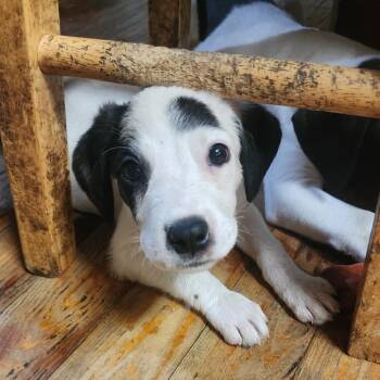 Brandi -  Pit Bull Terrier Dog for Adoption in Melrose, Florida - Brandi | PetCurious