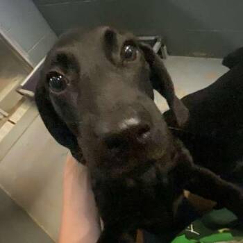 Mixed Breed Dogs Available for Adoption in Gadsden, Alabama - Sally (Ellie) | PetCurious