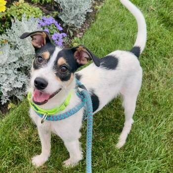 WEBSTER -  Jack Russell Terrier Dog for Adoption in Cranston, Rhode Island - WEBSTER | PetCurious