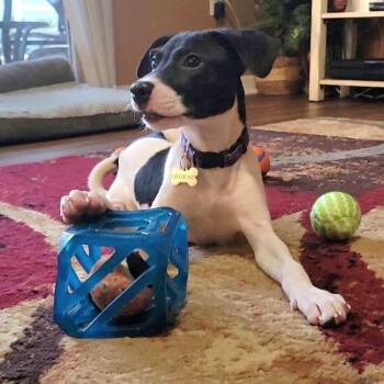 Dolly -  Hound and Mixed Breed Dog for Adoption in Pinellas Park, Florida - Dolly | PetCurious