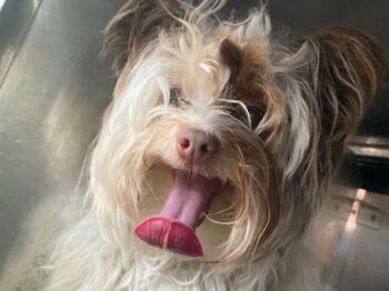 Holly~FOSTER or FOSTER TO ADOPT NEEDED~ -  Silky Terrier Dog for Adoption in Minneapolis, Minnesota - Holly~FOSTER Or FOSTER TO ADOPT NEEDED~ | PetCurious