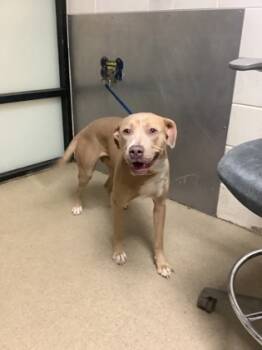 Rescue Pit Bull Terrier and Mixed Breed Dogs for Adoption in Fort Worth, Texas - Nyla | PetCurious