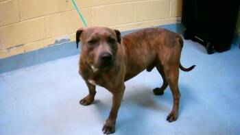 Pit Bull Terrier and Mixed Breed Dogs Available for Adoption - SID | PetCurious