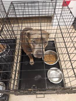 Lakota -  American Bulldog Dog for Adoption in Mobile, Alabama - Lakota | PetCurious